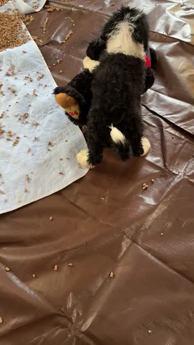 Small Male, a male Bernedoodle for sale in Capitan, NM – 2 of 2