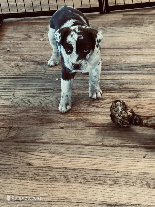 Female 2, a female French Bulldog and Australian Shepherd for sale in Capitan, NM – Photo 1 of 2