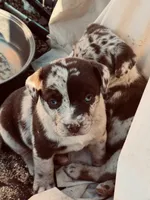 Female 2, a female French Bulldog and Australian Shepherd for sale in Capitan, NM – Photo 2 of 2