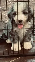 Blue Merle Male, a male Bernedoodle for sale in Capitan, NM – 6 of 9