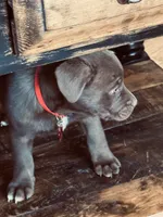 Female 3 , a female Australian Shepherd for sale in Capitan, NM – Photo 2 of 4