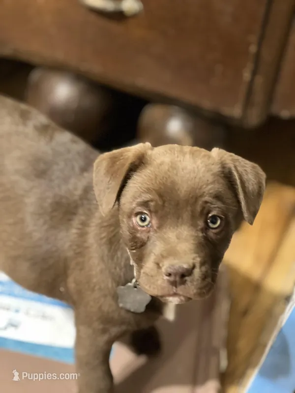Female 3  – Australian Shepherd puppy for sale in Capitan, NM