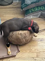 Female 3 , a female Australian Shepherd for sale in Capitan, NM – Photo 3 of 4