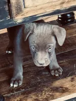Female 3 , a female Australian Shepherd for sale in Capitan, NM – Photo 4 of 4