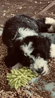 Male B/W 2 , a male Bernedoodle for sale in Capitan, NM – 4 of 7
