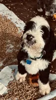 Male B/W 1, a male Bernedoodle for sale in Capitan, NM – 3 of 5