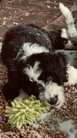 Male B/W 2 , a male Bernedoodle for sale in Capitan, NM – 7 of 7