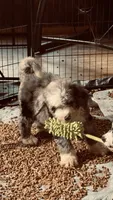 Blue Merle Male, a male Bernedoodle for sale in Capitan, NM – 5 of 9