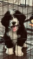 Male B/W 2 , a male Bernedoodle for sale in Capitan, NM – 1 of 7