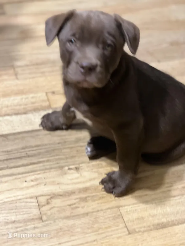 Male 2, a female French Bulldog and Australian Shepherd for sale in Capitan, NM – Photo 1 of 3