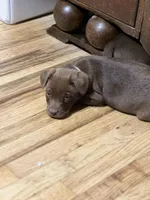 Male 2, a female French Bulldog and Australian Shepherd for sale in Capitan, NM – Photo 2 of 3