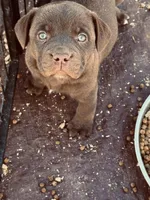 Male 2, a female French Bulldog and Australian Shepherd for sale in Capitan, NM – Photo 3 of 3