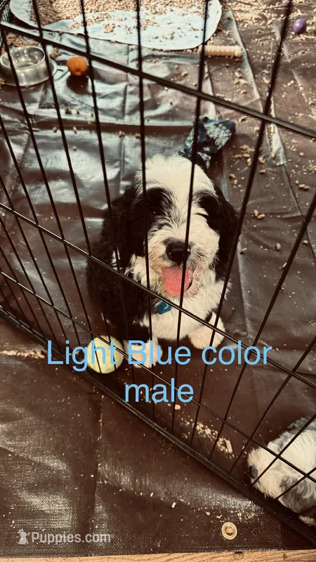 Male B/W 1 – Bernedoodle puppy for sale in Capitan, NM