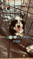 Male B/W 1, a male Bernedoodle for sale in Capitan, NM – 1 of 5