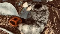 Blue Merle Male, a male Bernedoodle for sale in Capitan, NM – 3 of 9