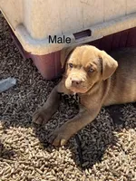 Male 1 , a female French Bulldog and Australian Shepherd for sale in Capitan, NM – Photo 1 of 3