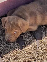 Male 1 , a female French Bulldog and Australian Shepherd for sale in Capitan, NM – Photo 3 of 3