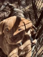 Male 1 , a female French Bulldog and Australian Shepherd for sale in Capitan, NM – Photo 2 of 3