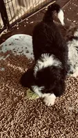 Male B/W 2 , a male Bernedoodle for sale in Capitan, NM – 5 of 7