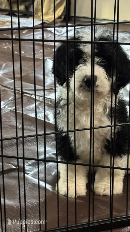 Small Male – Bernedoodle puppy for sale in Capitan, NM