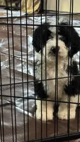 Small Male, a male Bernedoodle for sale in Capitan, NM – 1 of 2
