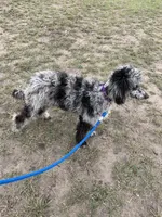 Fanci, a female Poodle - Standard  for sale in Capitan, NM – Photo 2 of 3
