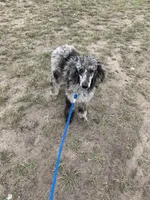 Fanci, a female Poodle - Standard  for sale in Capitan, NM – Photo 3 of 3