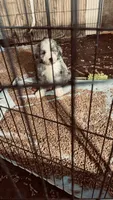 Blue Merle Male, a male Bernedoodle for sale in Capitan, NM – 7 of 9