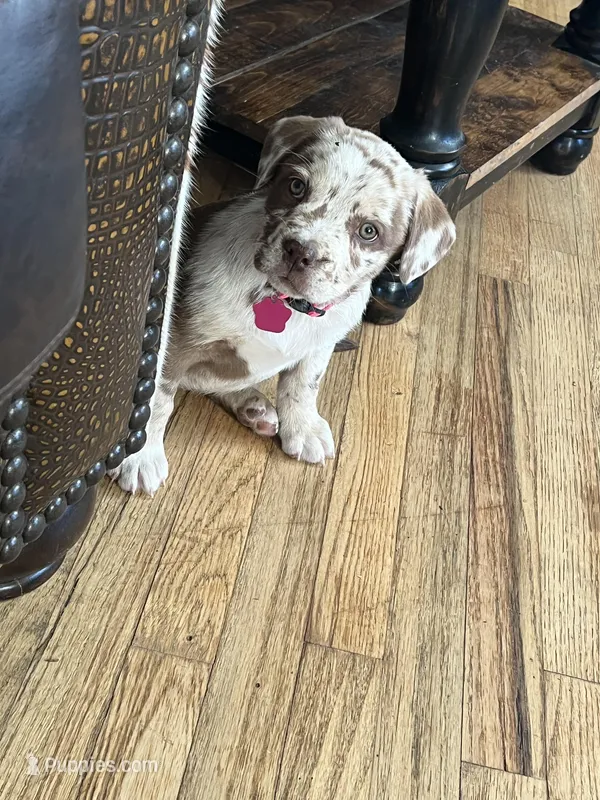 Female 1 – French Bulldog, Australian Shepherd puppy for sale in Capitan, NM