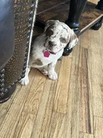 Female 1, a female French Bulldog and Australian Shepherd for sale in Capitan, NM – Photo 1 of 3