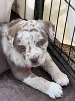 Female 1, a female French Bulldog and Australian Shepherd for sale in Capitan, NM – Photo 3 of 3