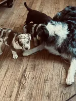 Female 1, a female French Bulldog and Australian Shepherd for sale in Capitan, NM – Photo 2 of 3