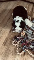 Female , a female Bernedoodle for sale in Capitan, NM – 3 of 3