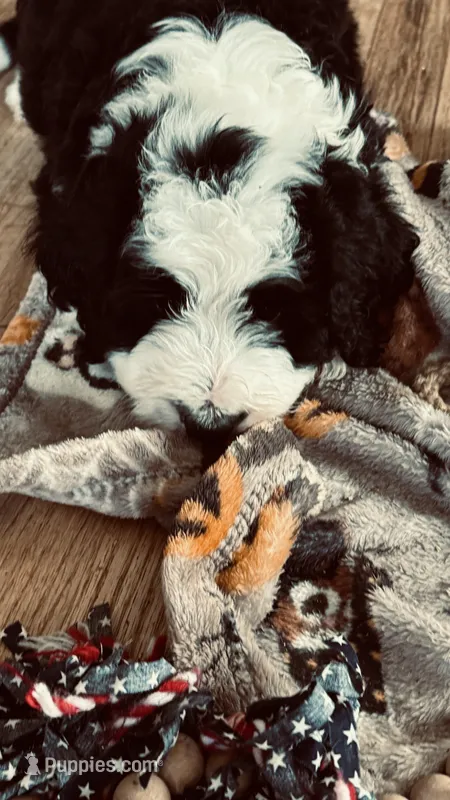 Female  – Bernedoodle puppy for sale in Capitan, NM