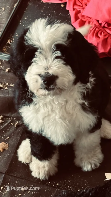 Female  – Bernedoodle puppy for sale in Capitan, NM