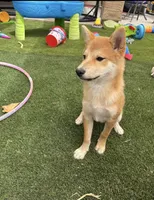 Yoshi, a male Shiba Inu for sale in Goodyear, AZ – 3 of 4