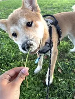 Yoshi, a male Shiba Inu for sale in Goodyear, AZ – 4 of 4