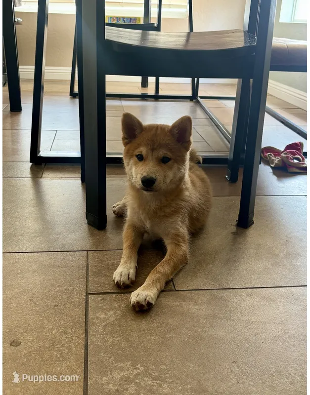 Yoshi – Shiba Inu puppy for sale in Goodyear, AZ
