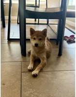 Yoshi, a male Shiba Inu for sale in Goodyear, AZ – 1 of 4