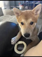 Yoshi, a male Shiba Inu for sale in Goodyear, AZ – 2 of 4