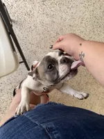 Lola, a female French Bulldog for sale in Hampton, VA – 2 of 5