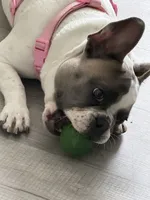 Lola, a female French Bulldog for sale in Hampton, VA – 3 of 5