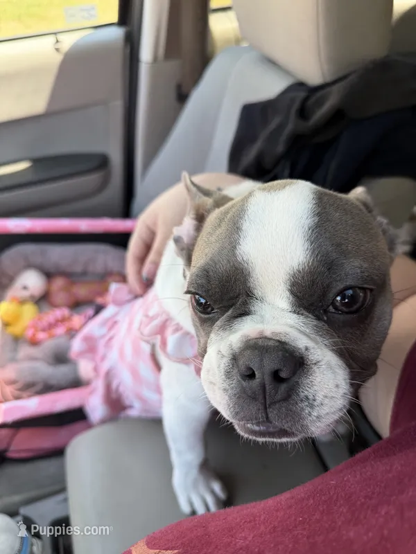 Lola – French Bulldog puppy for sale in Hampton, VA