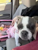 Lola, a female French Bulldog for sale in Hampton, VA – 1 of 5