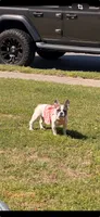 Lola, a female French Bulldog for sale in Hampton, VA – 4 of 5