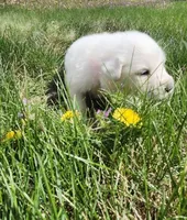 Vanilla, a female Great Pyrenees for sale in Superior, NE – Photo 6 of 10