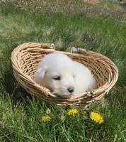 Vanilla, a female Great Pyrenees for sale in Superior, NE – Photo 5 of 10