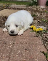 Vanilla, a female Great Pyrenees for sale in Superior, NE – Photo 7 of 10