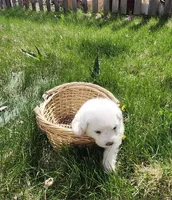 Vanilla, a female Great Pyrenees for sale in Superior, NE – Photo 9 of 10