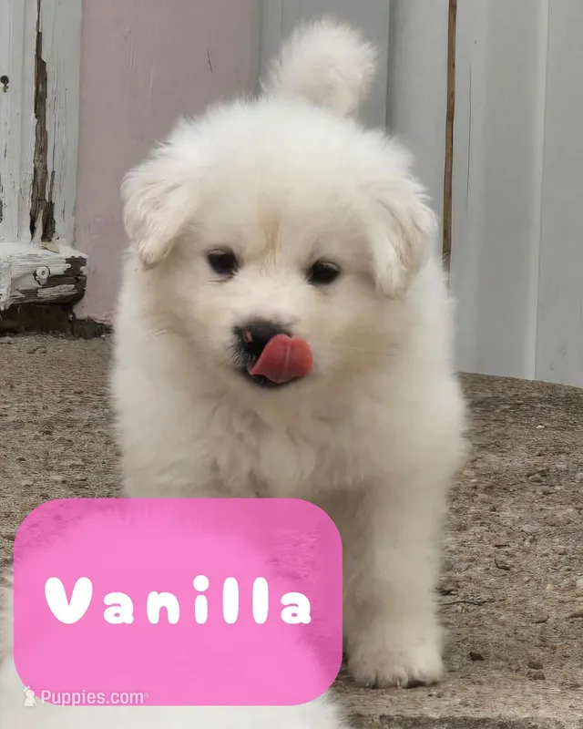 Vanilla – Great Pyrenees puppy on hold in Superior, NE